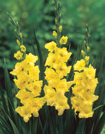 Gladiolus Nova Lux
