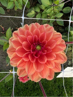 Dahlie Orange Girl