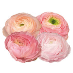 Ranunculus Pastello 127-00 (ZAAD)