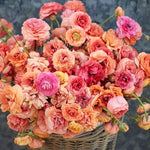 Ranunculus Pauline Champagne