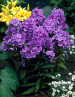 Phlox Amethyst