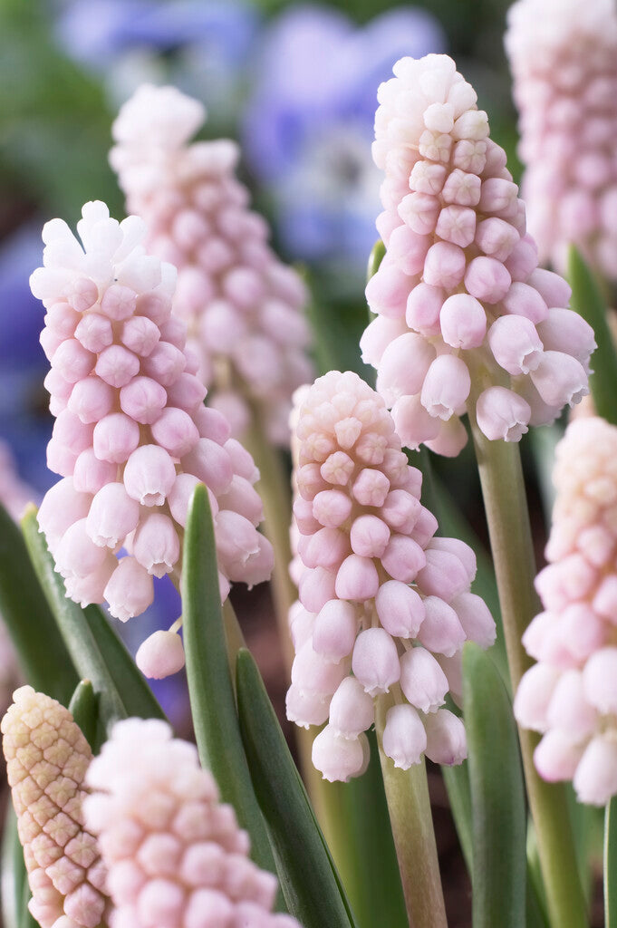 Muscari Pink Sunrise
