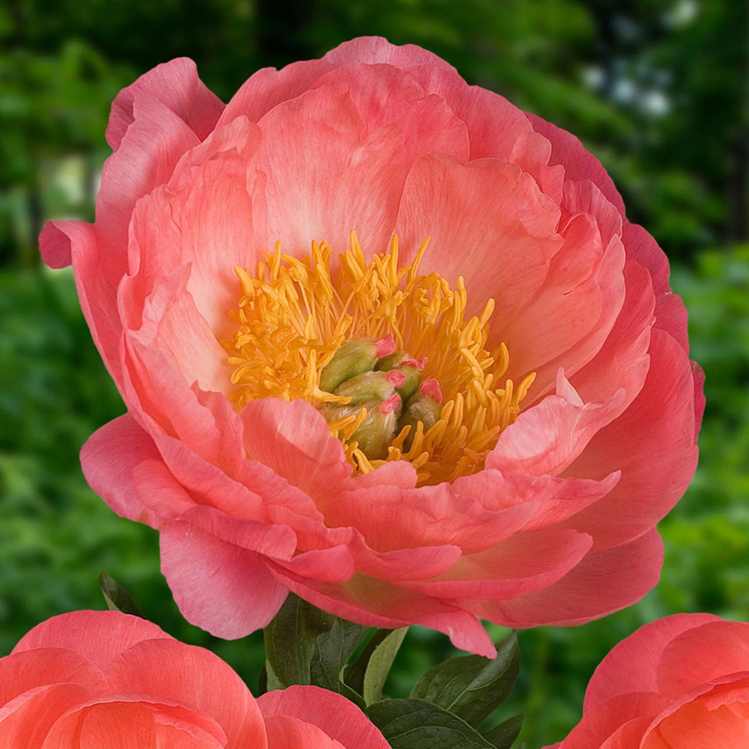Paeonia Coral Sunset 3/5