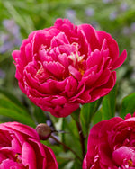 Paeonia Karl Rosenfield 3/5