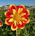 Dahlia Pooh