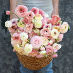 Ranunculus Porcelaine