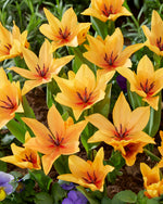 Tulipa Praestans Shogun