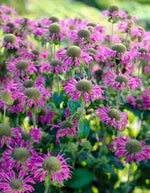 Monarda Prarienacht XL