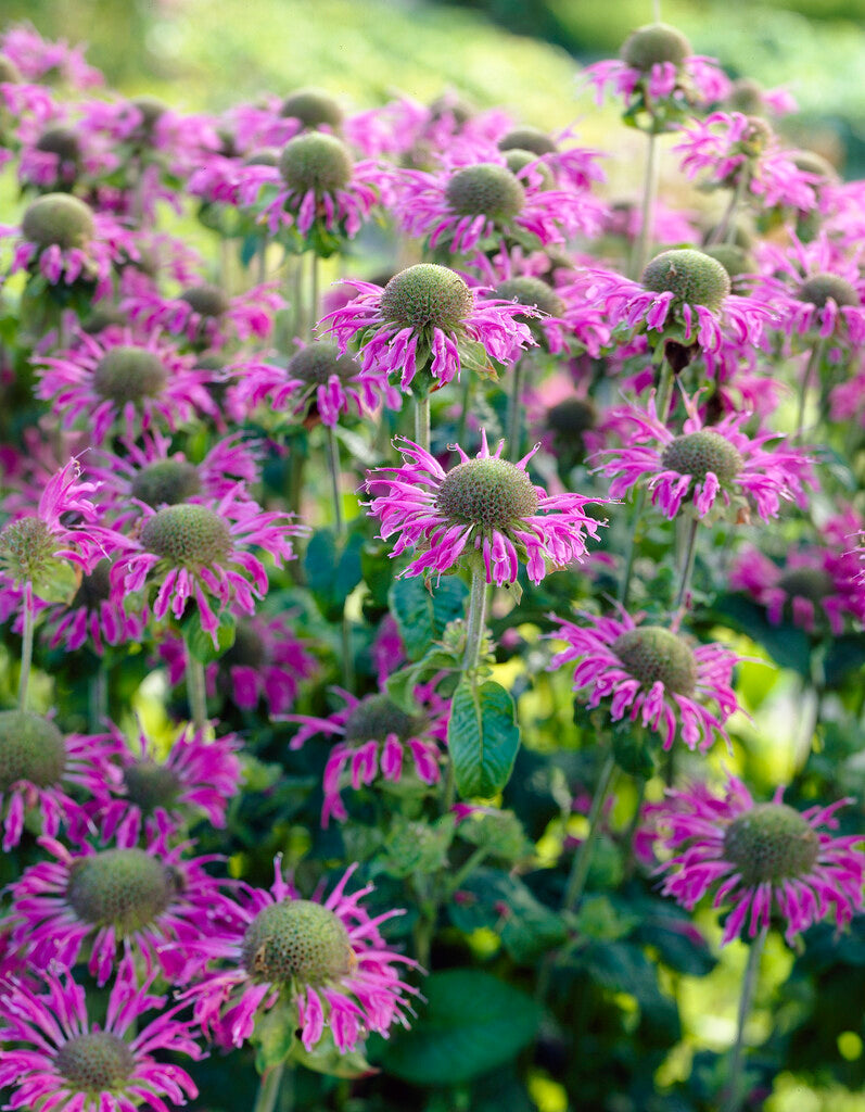 Monarda Prarienacht XL