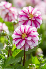 Dahlie Priceless Pink