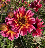 Dahlia Princess Nadine