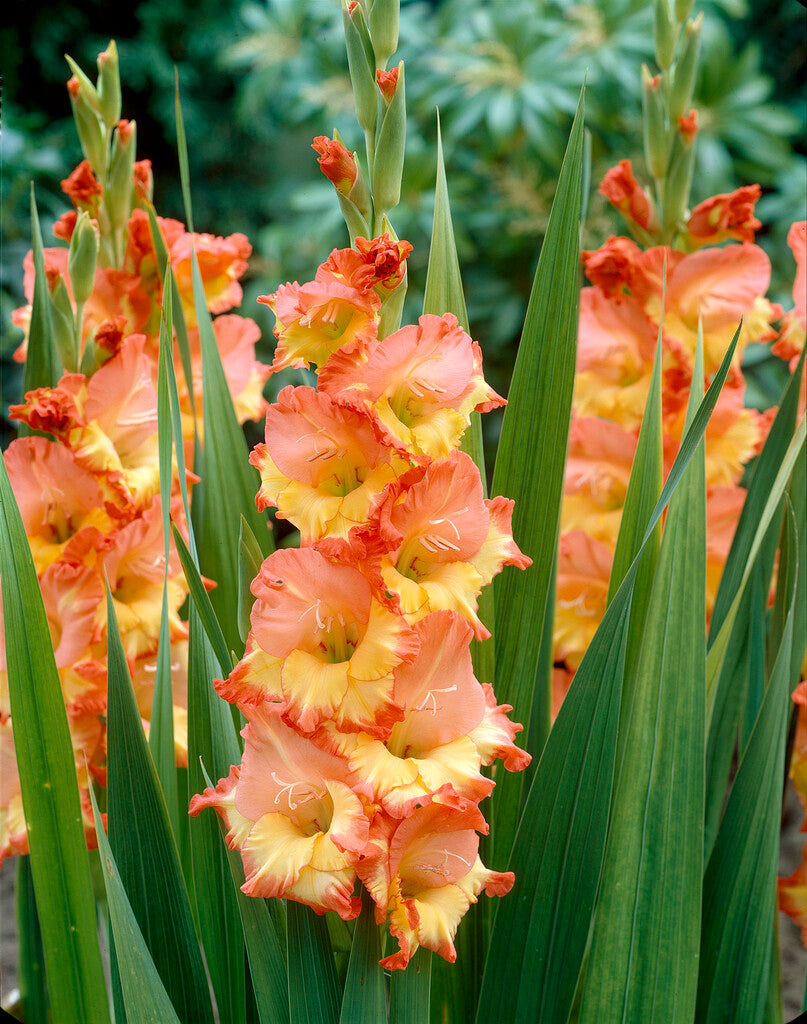 Gladiolus Princess Margaret Rose Gladiolus Princess Margaret Rose