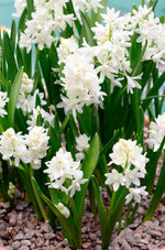 Puschkinia Libanotica Alba