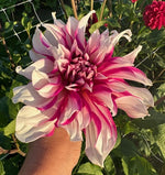Dahlia Radegast