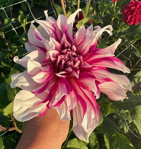 Dahlia Radegast