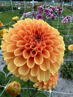 Dahlia Ralphie
