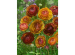 Ranunculus Picotee Café
