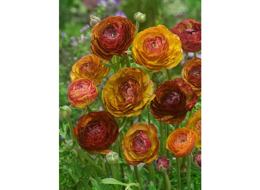 Ranunculus Picotee Café