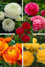 Ranunculus Collectie