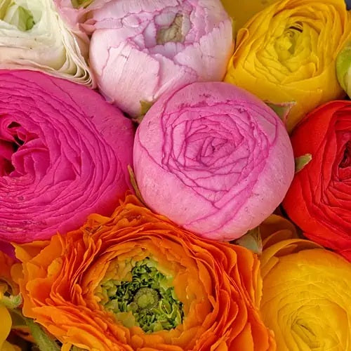 Ranunculus Amandine Mix