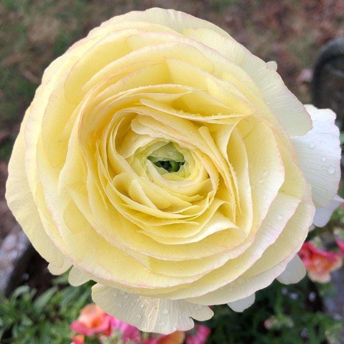 Ranunculus Friandine Lemon