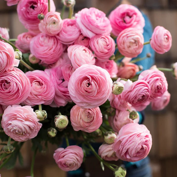 Ranunculus Autres Marshmallow