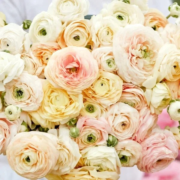 Ranunculus Autres Pastel Wedding