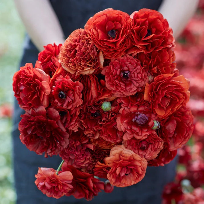 Ranunculus Pauline Chocolate