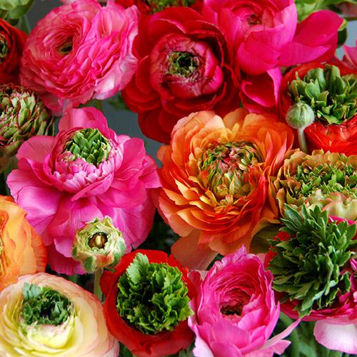 Ranunculus Reinette Mix