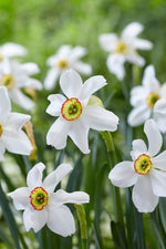 Narcissus Recurvus