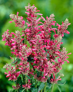 Agastache Red Fortune
