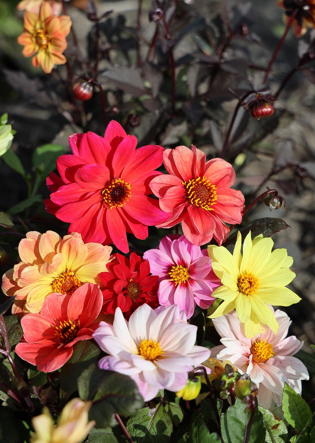 Dahlia Red Skin Mischung