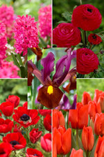 red garden bloembollenpakket