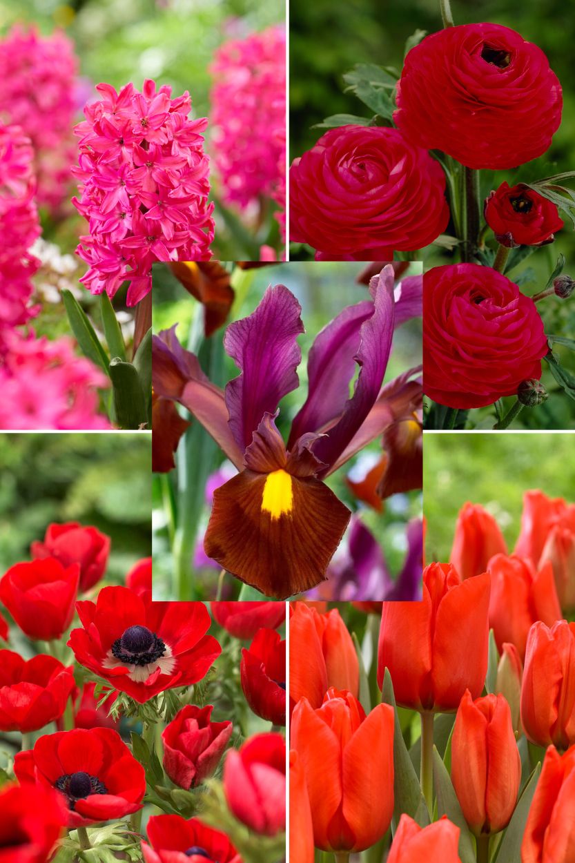 red garden bloembollenpakket