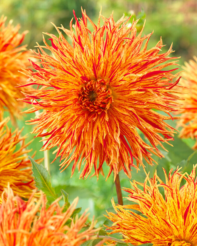 Dahlie Rejman's Firecracker