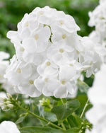 Phlox Paniculata Rembrandt