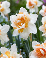 Narcissus Replete