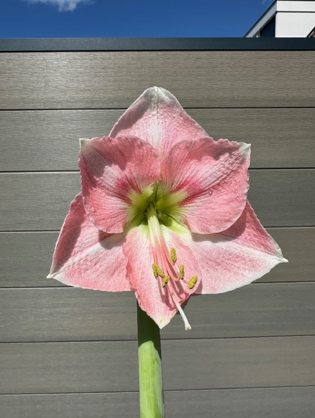Amaryllis Rosalie 30/32
