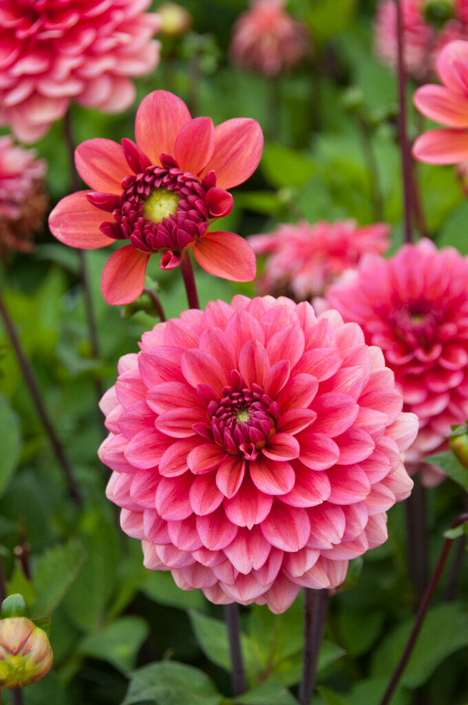 Dahlia Salmon Runner