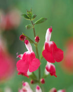 Salvia Hot Lips