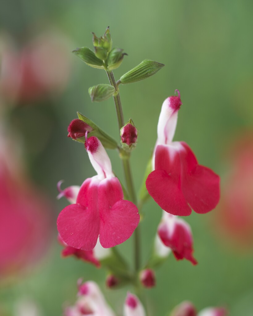 Salvia Hot Lips