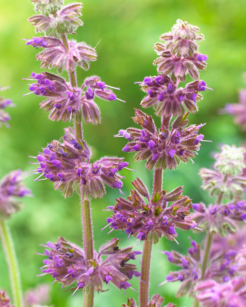 Salvia Purple Rain