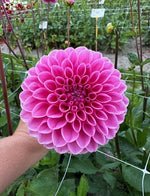 Dahlie Sandra