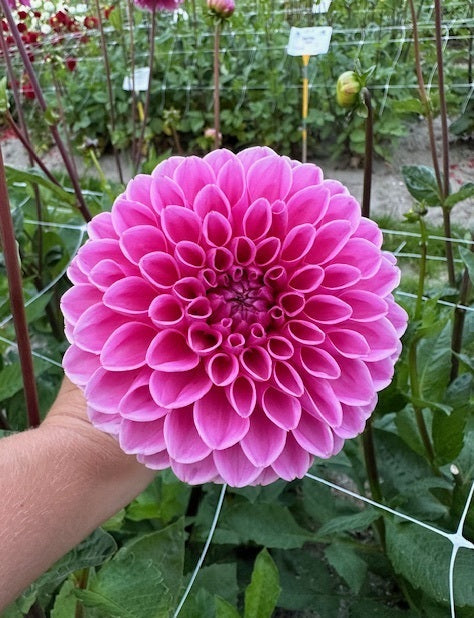 Dahlie Sandra