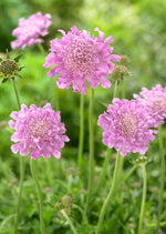 Scabiosa Pink Mist