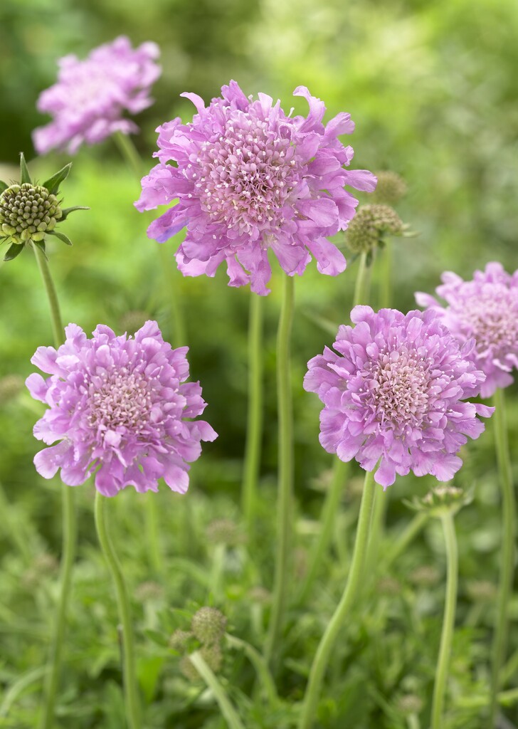 Scabiosa Pink Mist