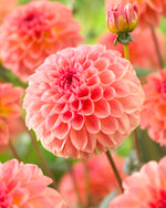 Dahlia Sebastian