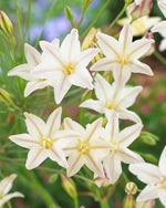 Triteleia Silver Queen
