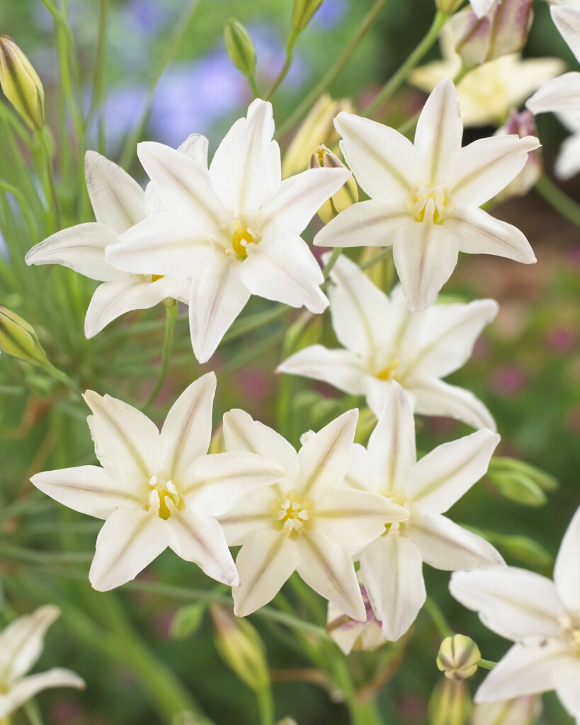 Triteleia Silver Queen