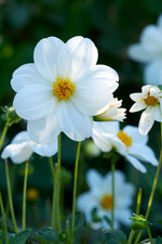 Dahlia Sneezy